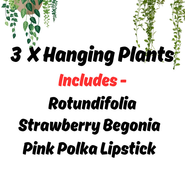 (Auction) 3 X Hanging Plants
