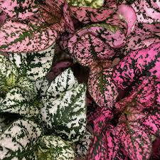 Small Fittonias - Mixed