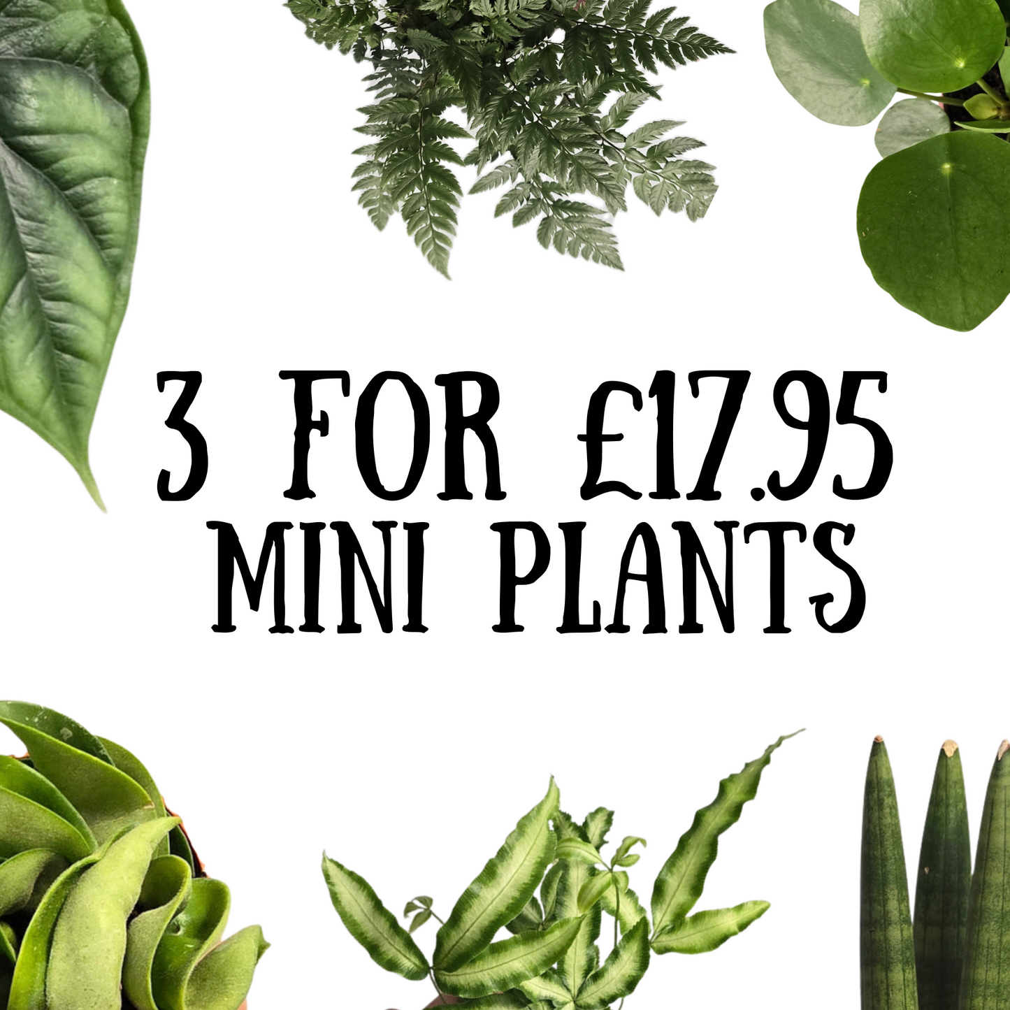 Mini & Small Plants - Mix & Match - Bundle Builder
