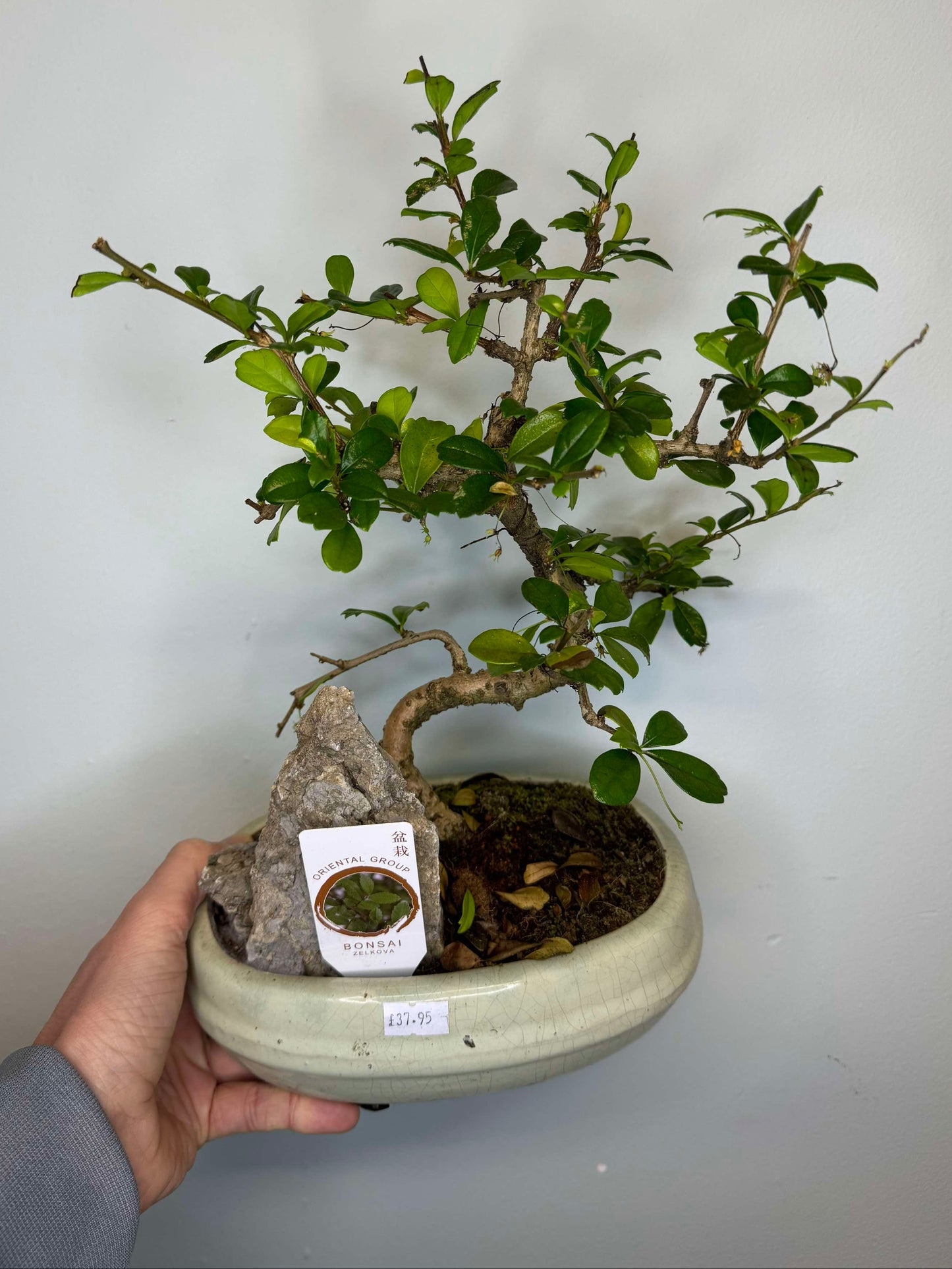 Bonsai Trees - Mixed