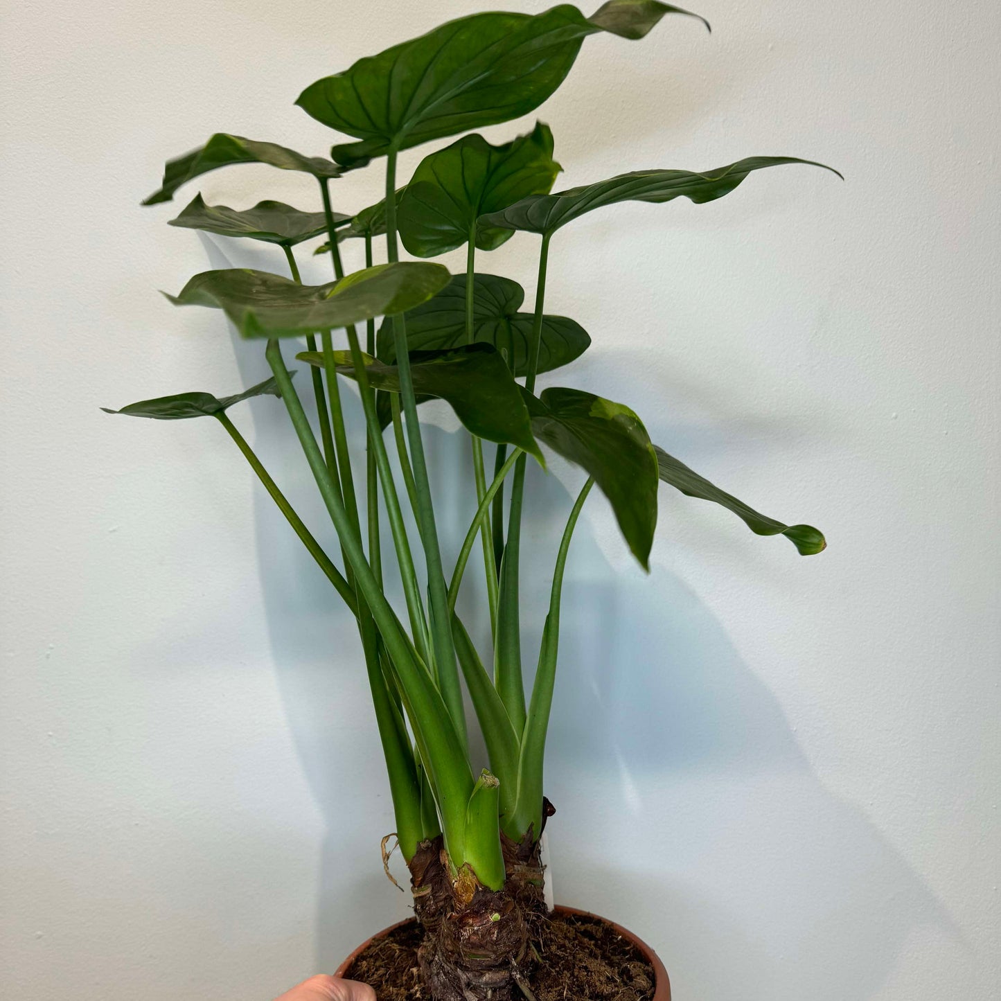 Alocasia Cucullata Variegated - (Rescue Plant)