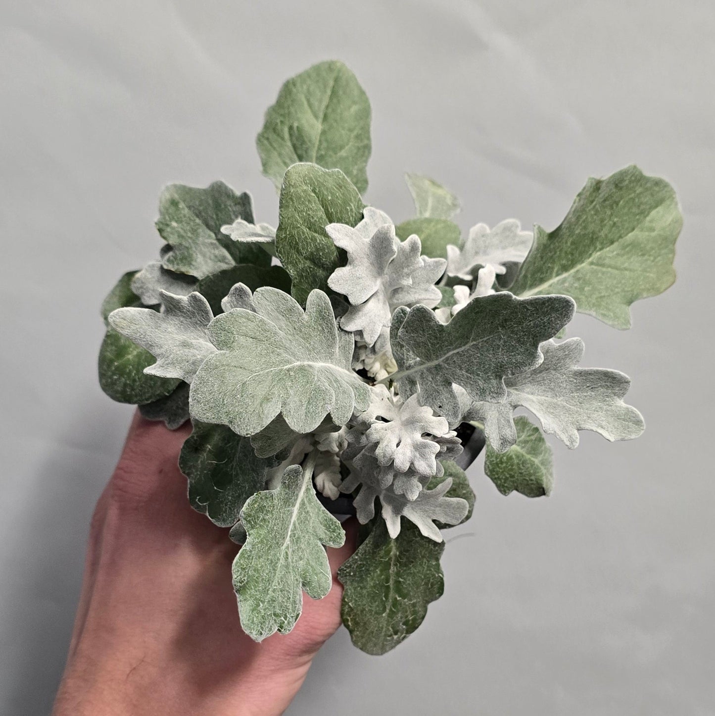 Jacobaea maritima - Silver Dust