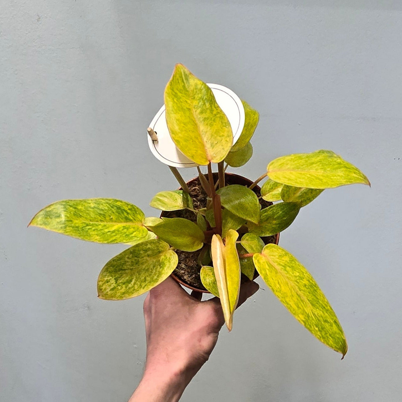 Philodendron Painted Lady