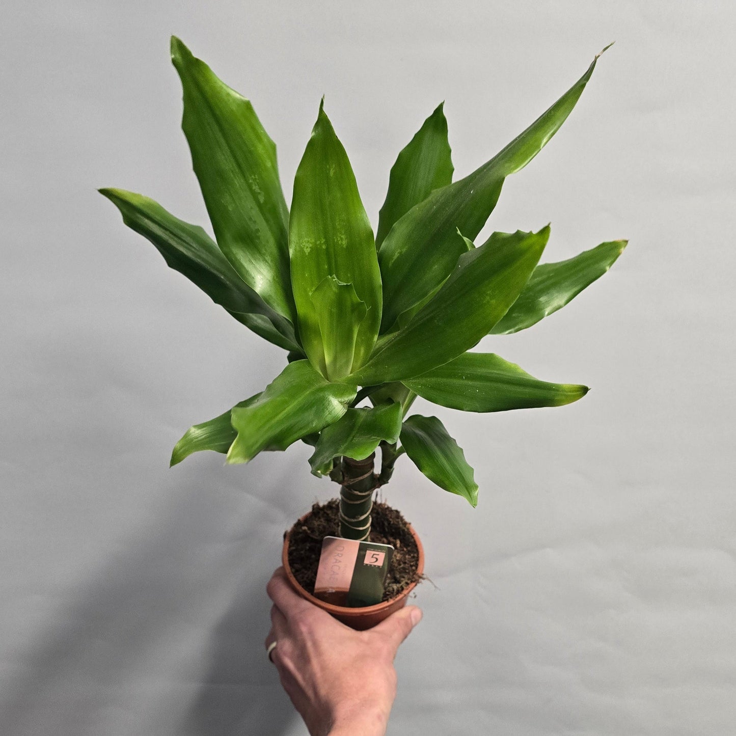 Dracena Fragrans