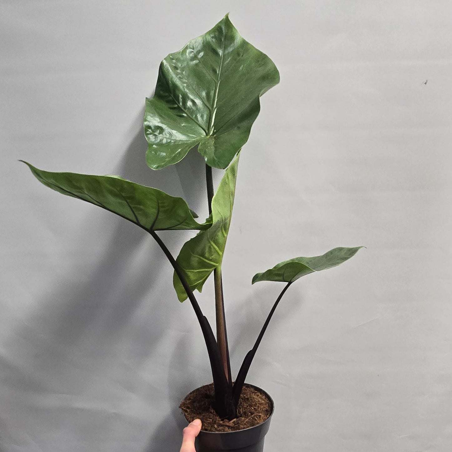 Alocasia Black Cobra