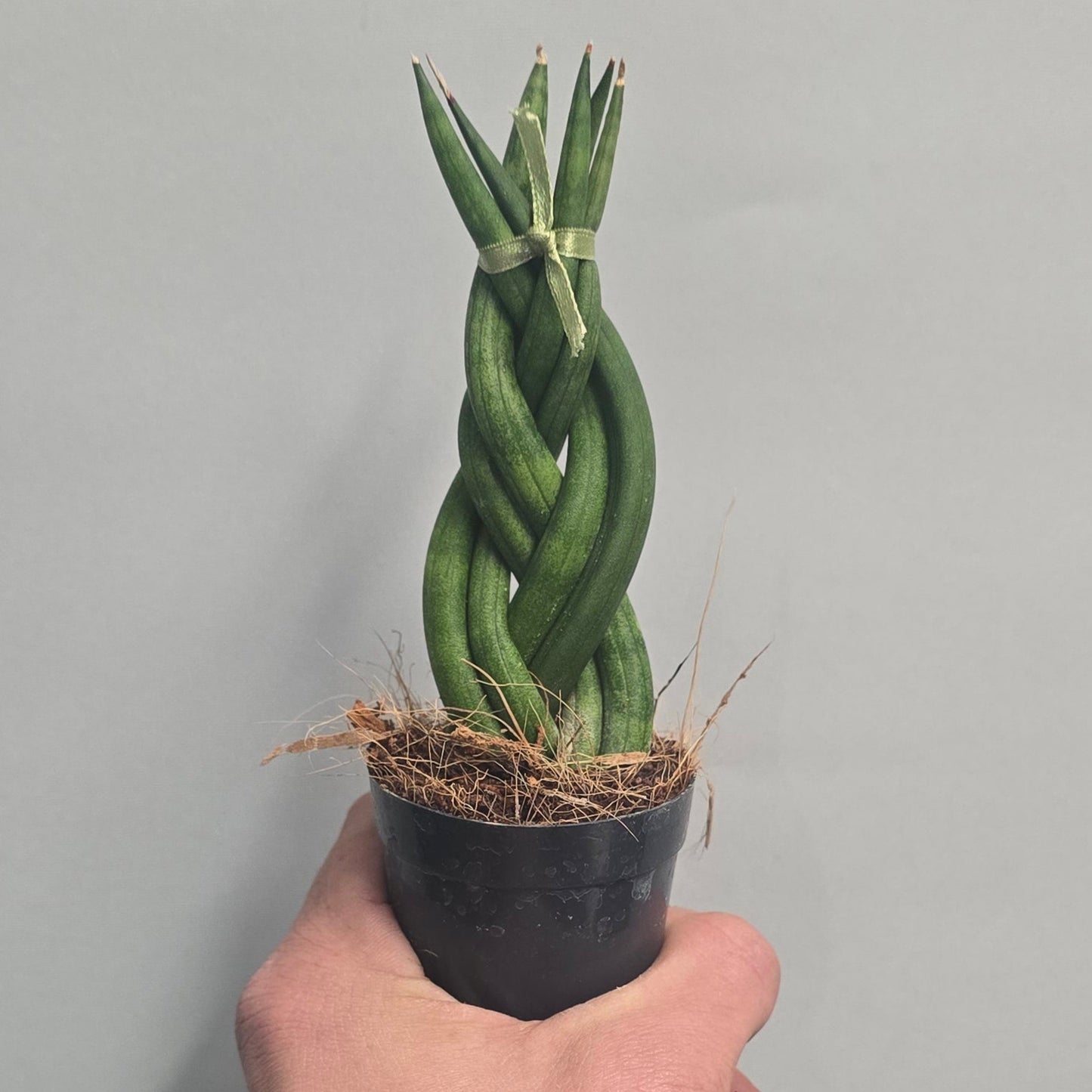 Mini - Braided Sansevieria cylindrica