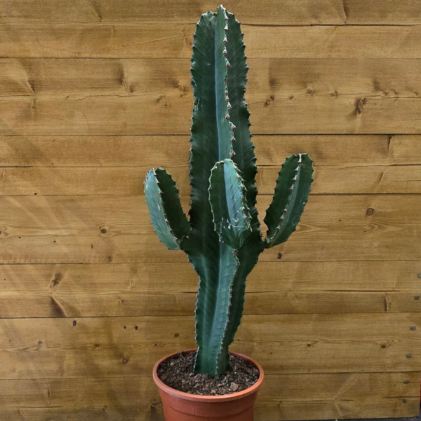 Euphorbia Ingens - 70-80cm