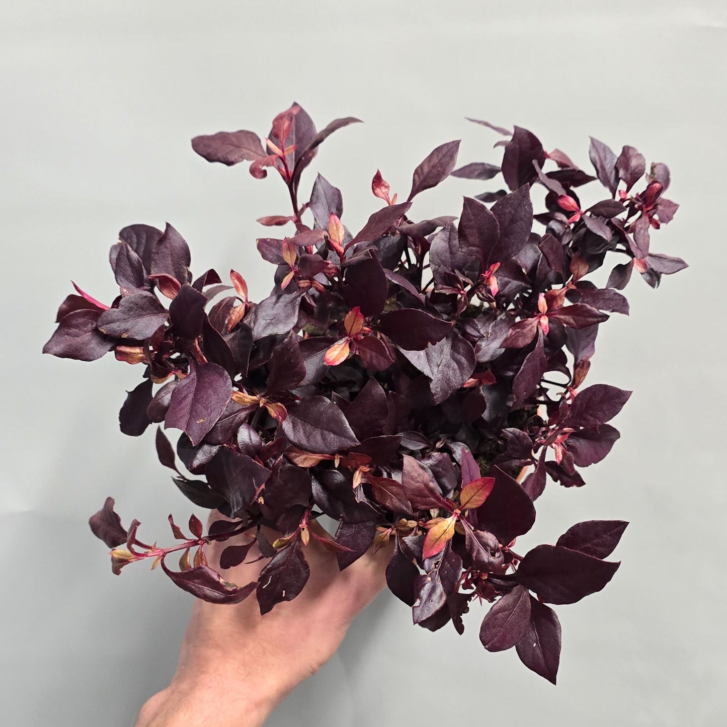 Alternanthera Dentata - Purple Knight