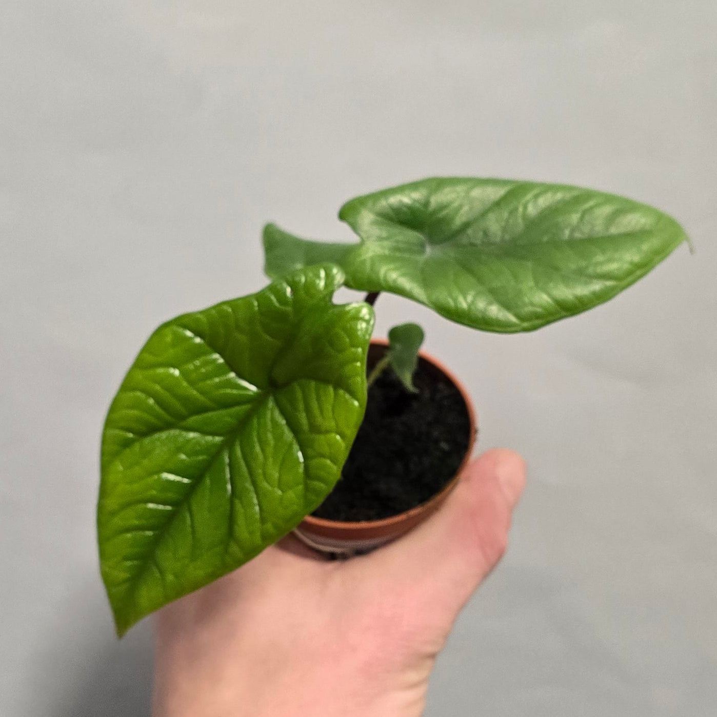 Mini - Alocasia dragons breath