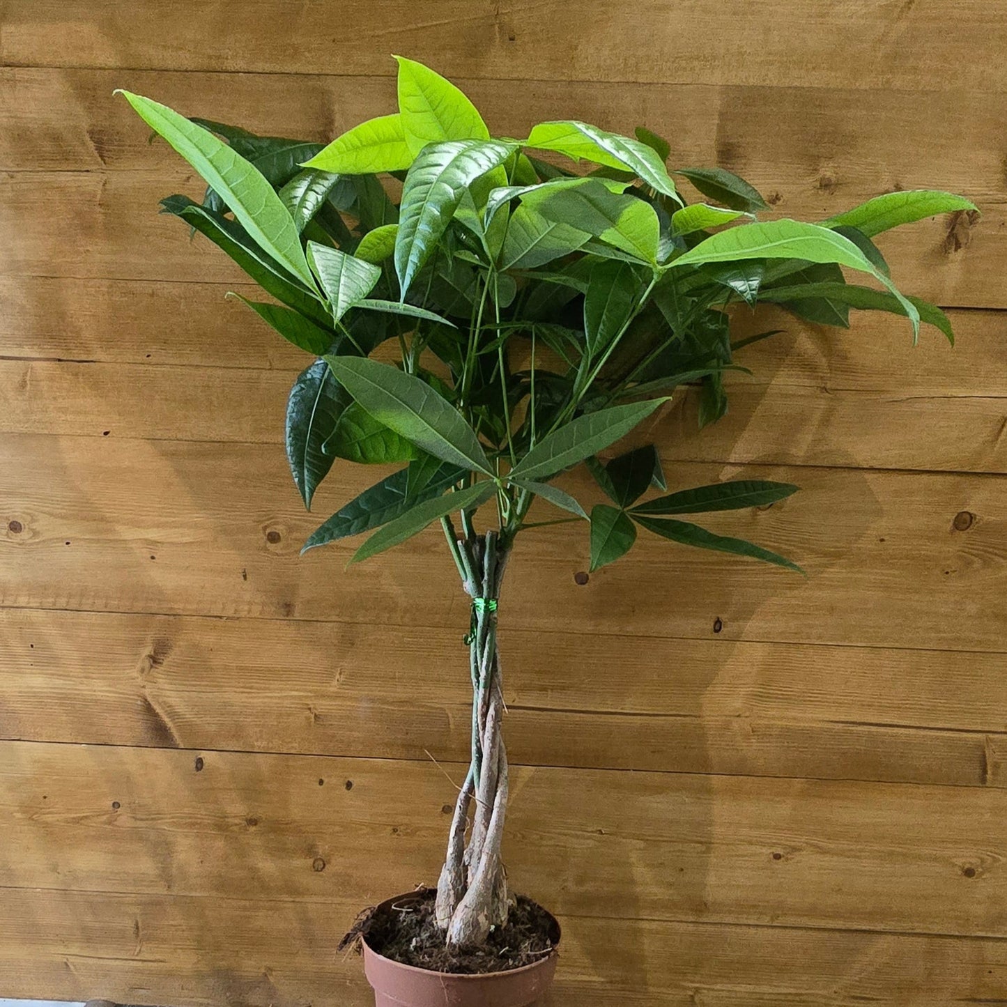 Money Tree - Pachira Aquatica