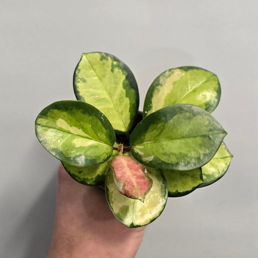 Mini - Hoya Carnosa Tricolor