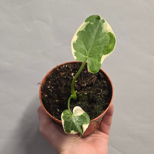 Alocasia Mickey Mouse Varigated