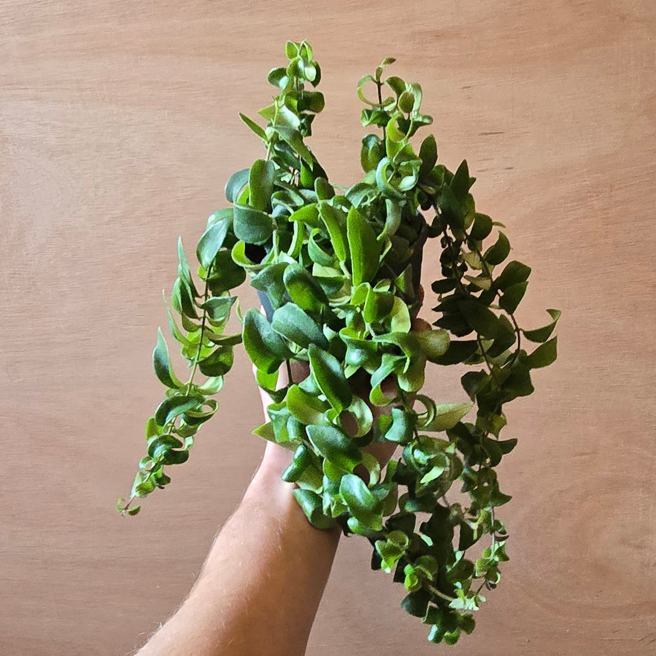 Lipstick Plant - Aeschynanthus Rasta