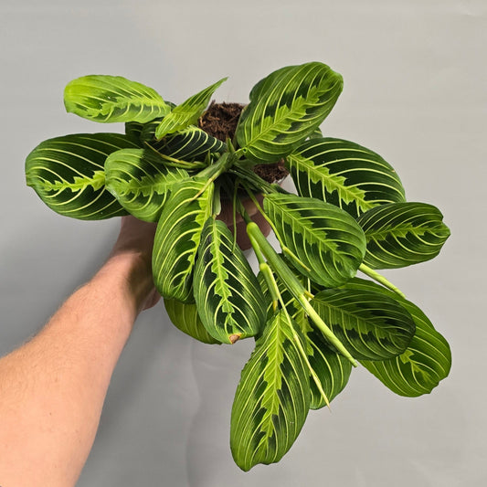 Maranta Leuconeura - Lemon Lime