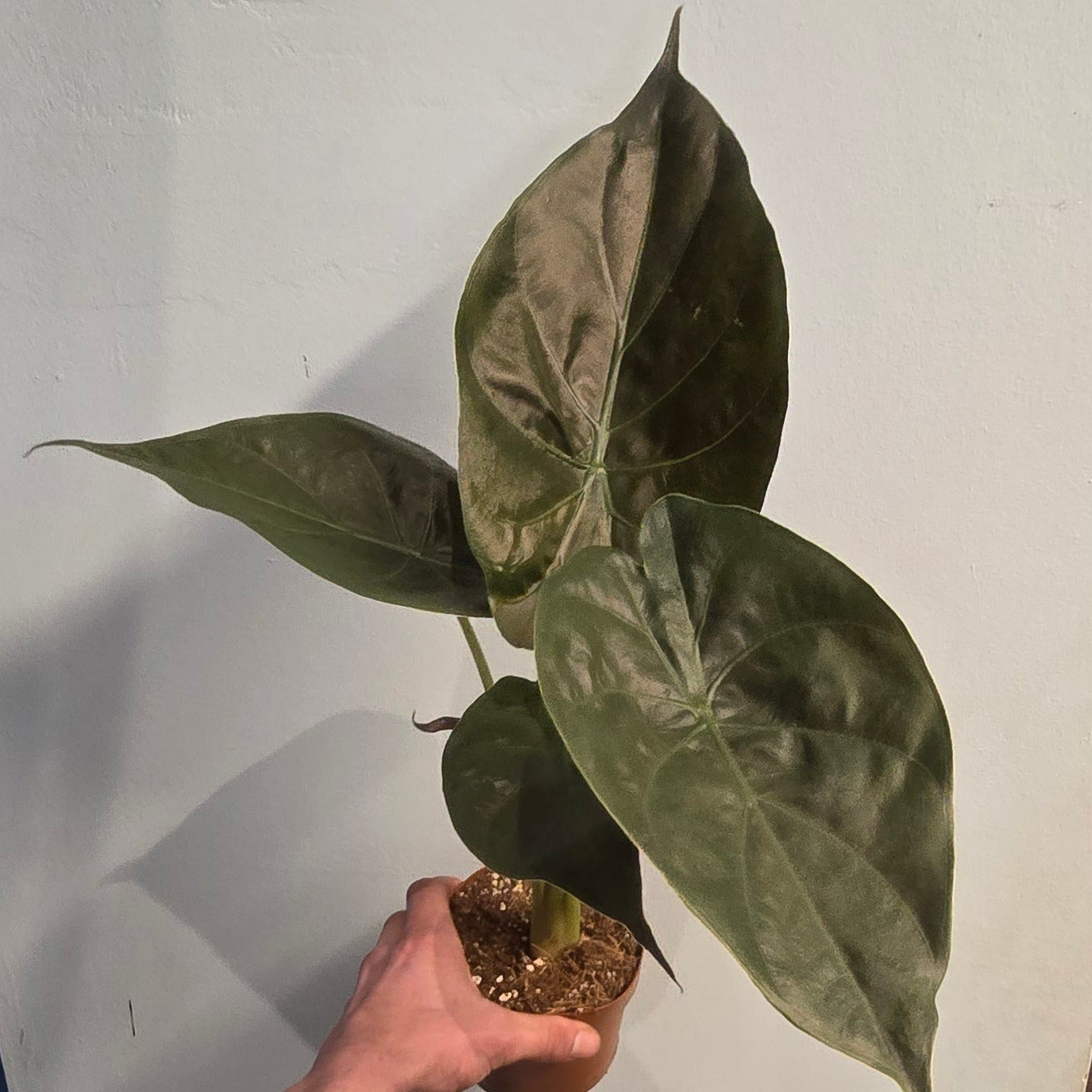 Alocasia Wentii