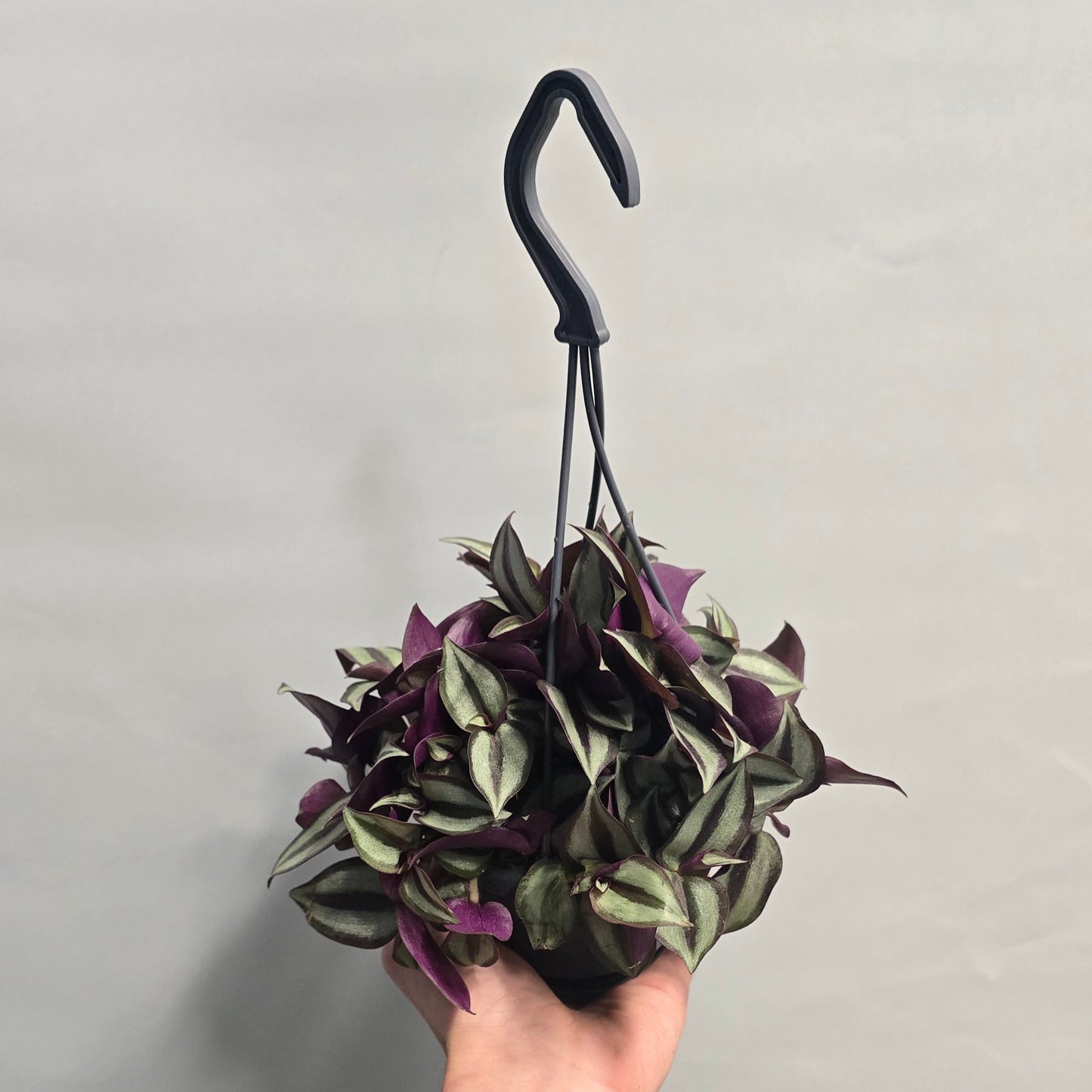 Hanging - Tradescantia Jewel