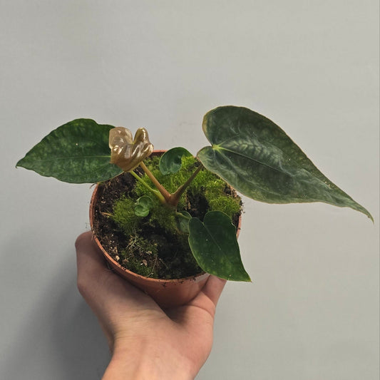 Anthurium - Ace of Spades x A dressleri