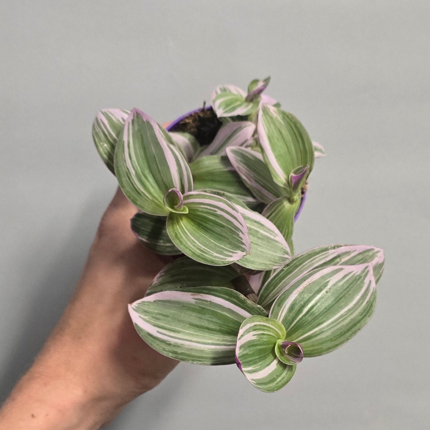 Small - Tradescantia Albiflora