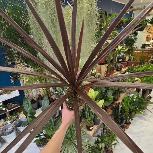 Cordyline Australis - Red Star - 50cm