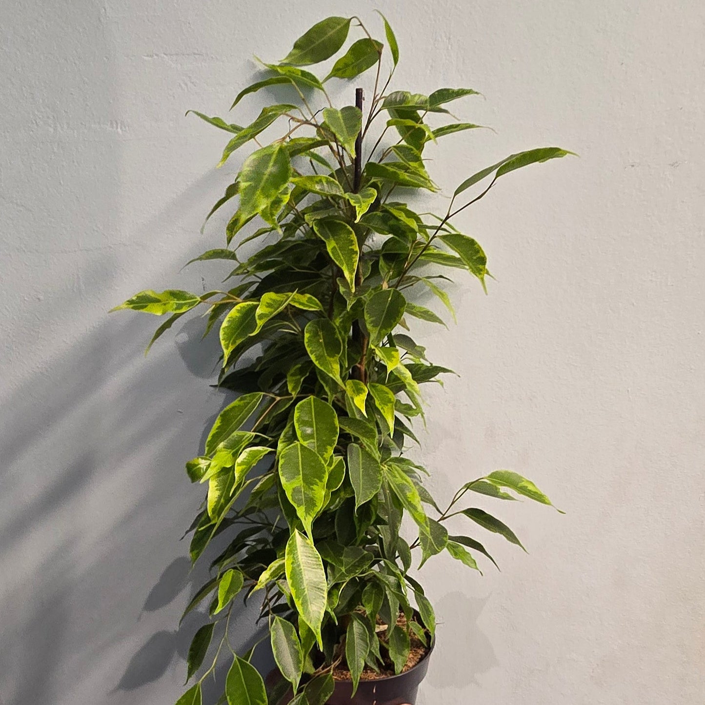 Mixed Ficus Trees - Indian Laurel - 50cm