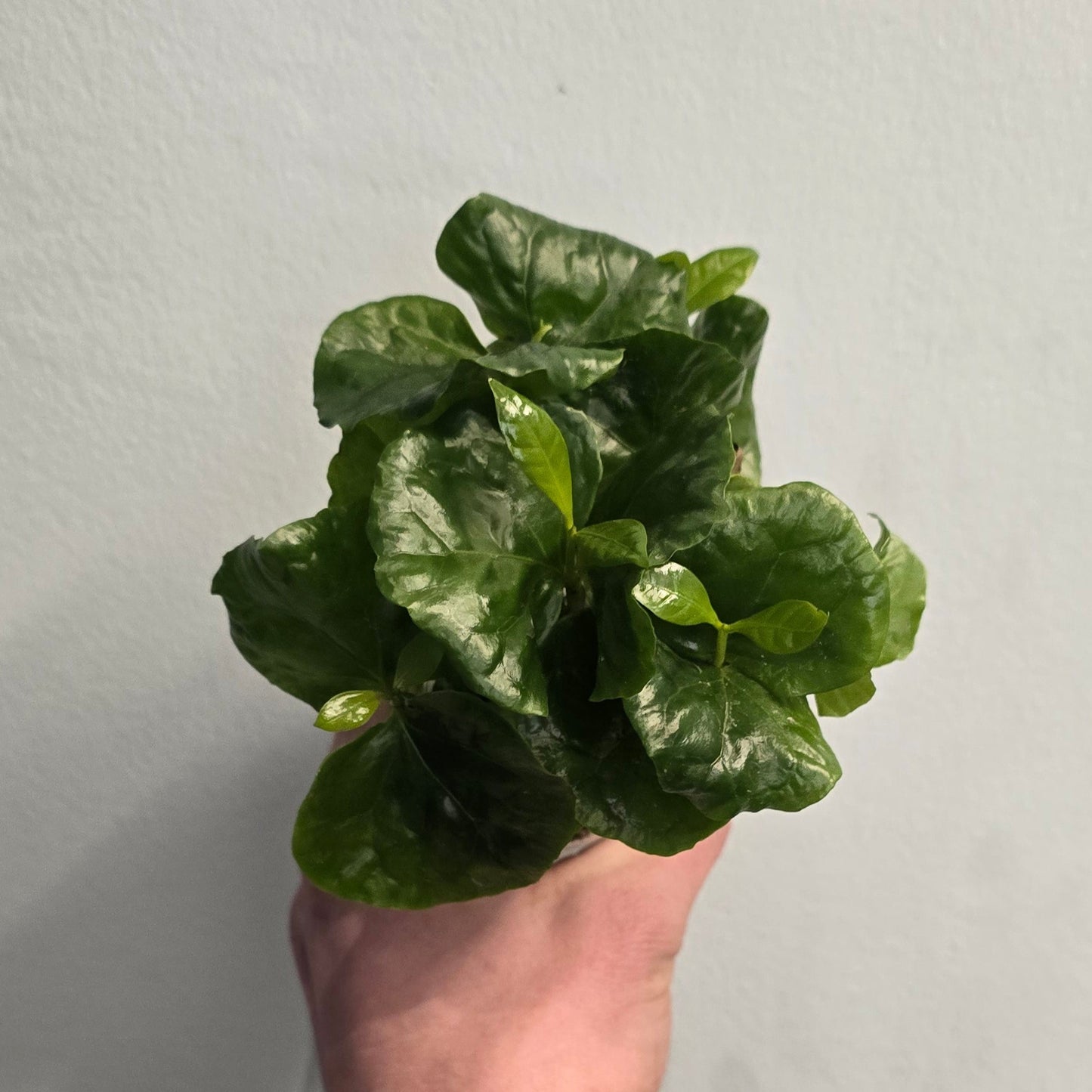 Mini - Coffee Plant