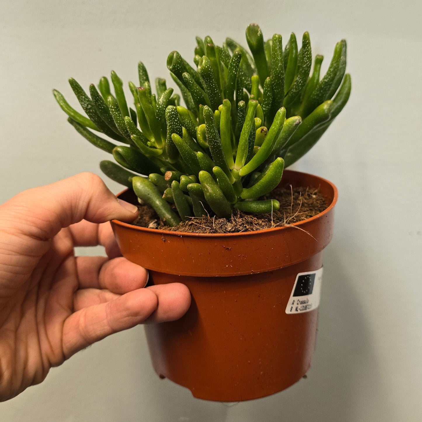Crasshorn Tree - (Crassula)
