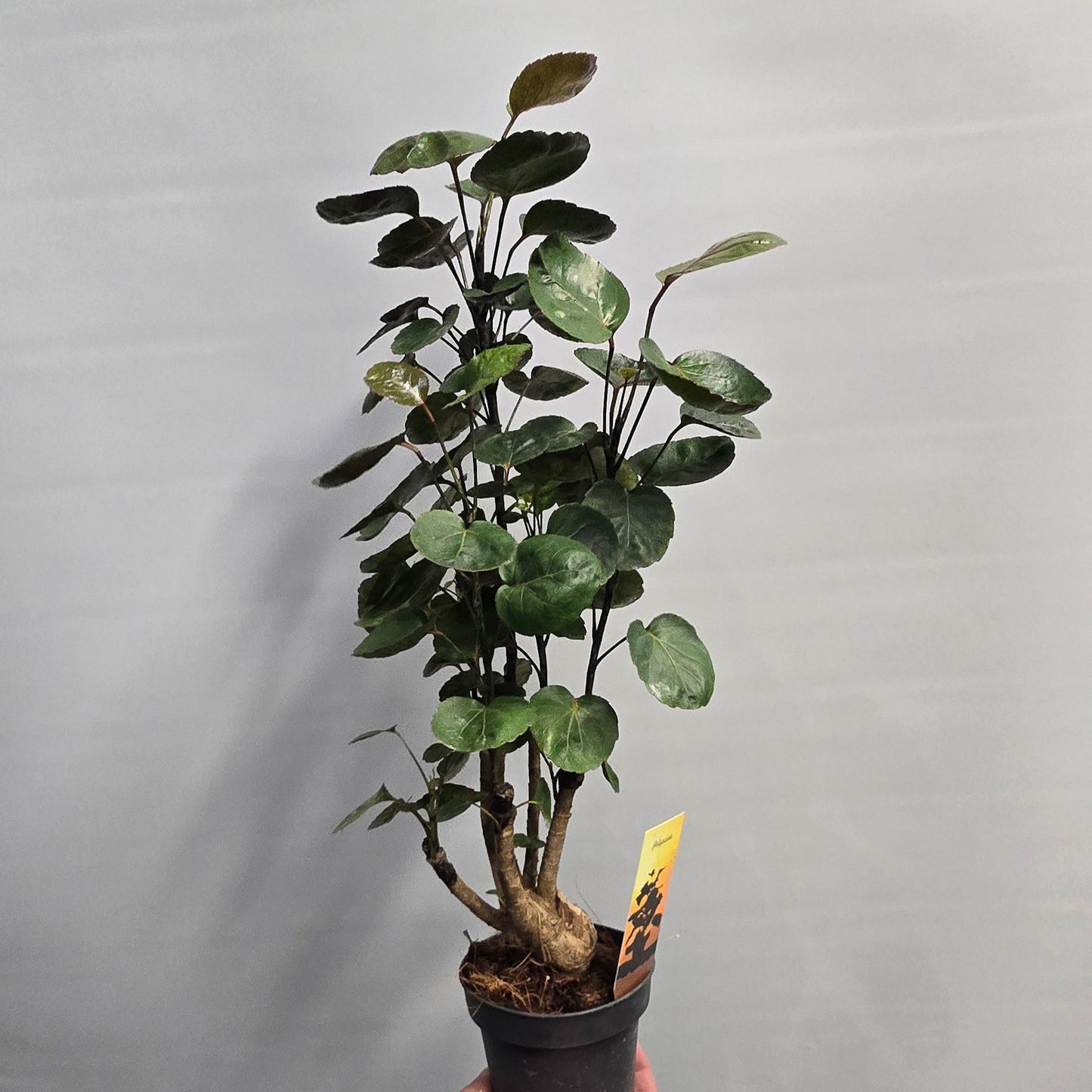 Polyscias Aralia - Mixed Varieties