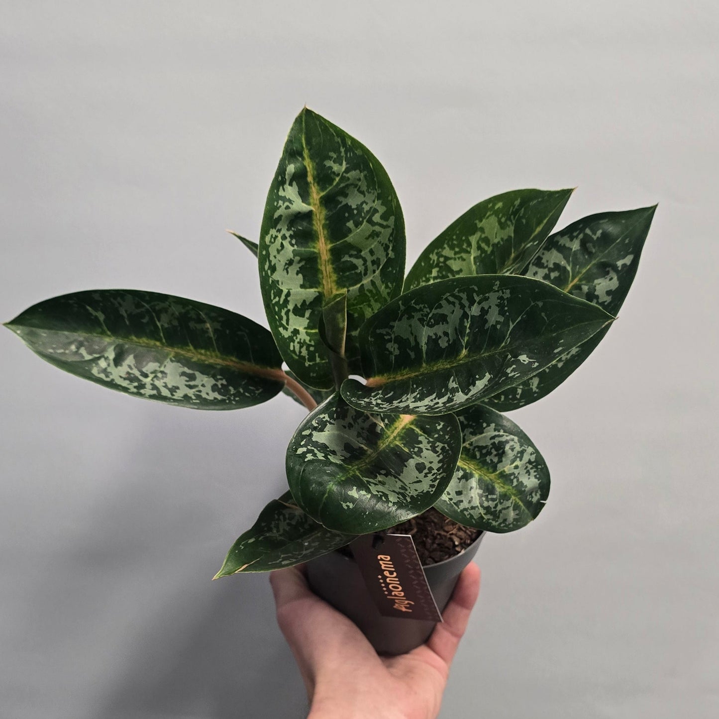 Aglaonema Orange Flame