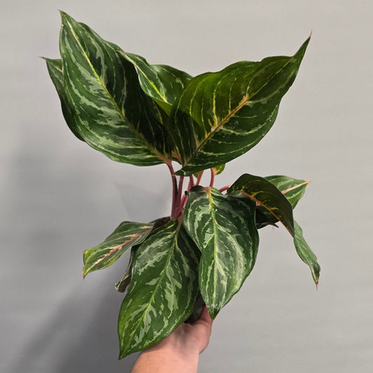 Aglaonema Dreamcatcher