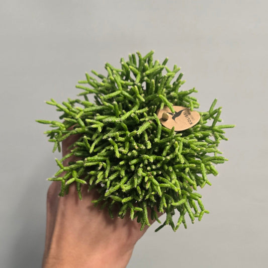 Small Rhipsalis Cactus - Mixed
