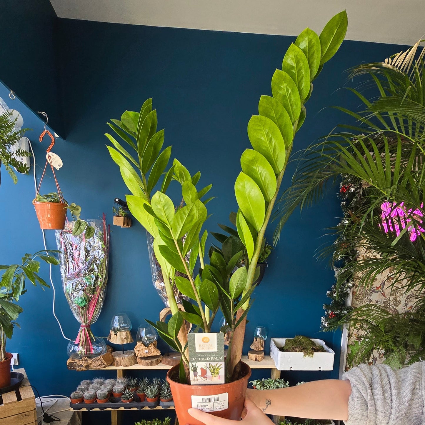 ZZ - Zamioculcas Zamifolia 70-80cm