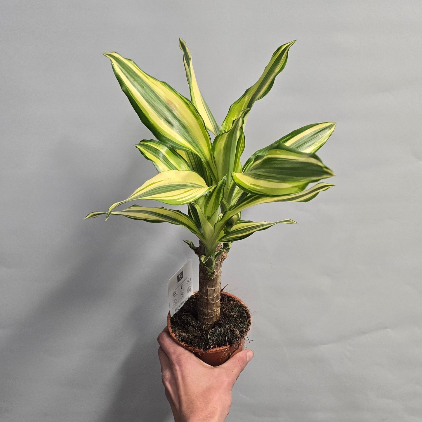 Dracena Fragrans