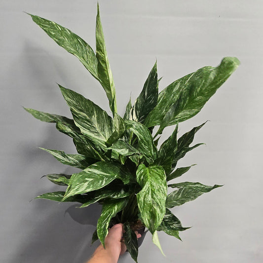 Variegated Peace Lilly - Spathiphyllum Diamond