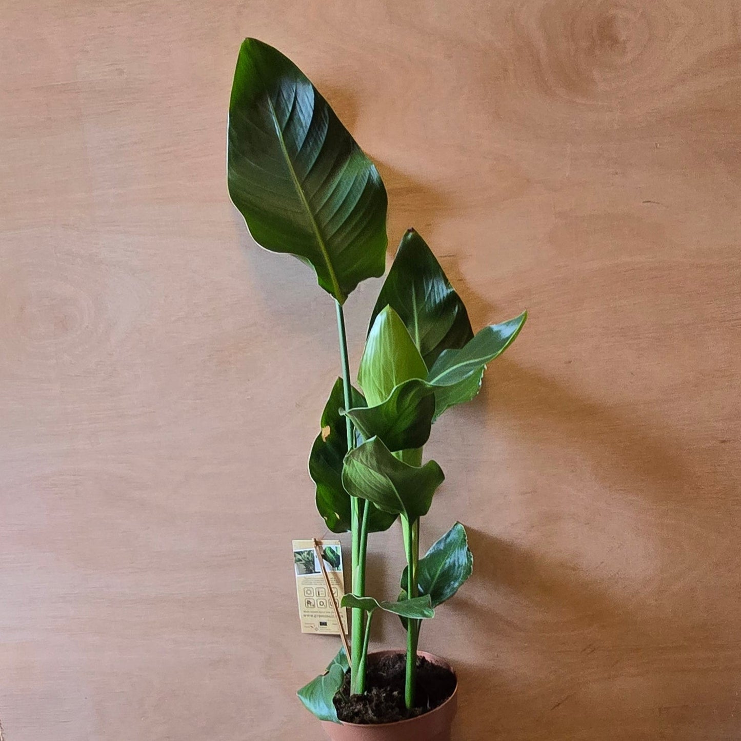 (Auction) Bird of Paradise