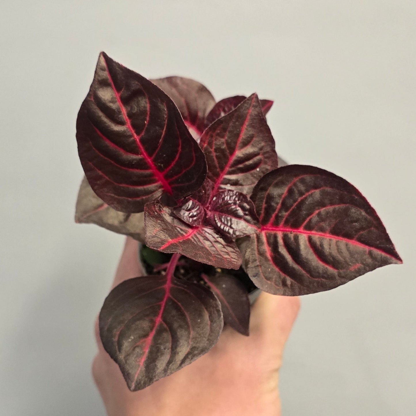 Mini - Iresine Bloodleaf