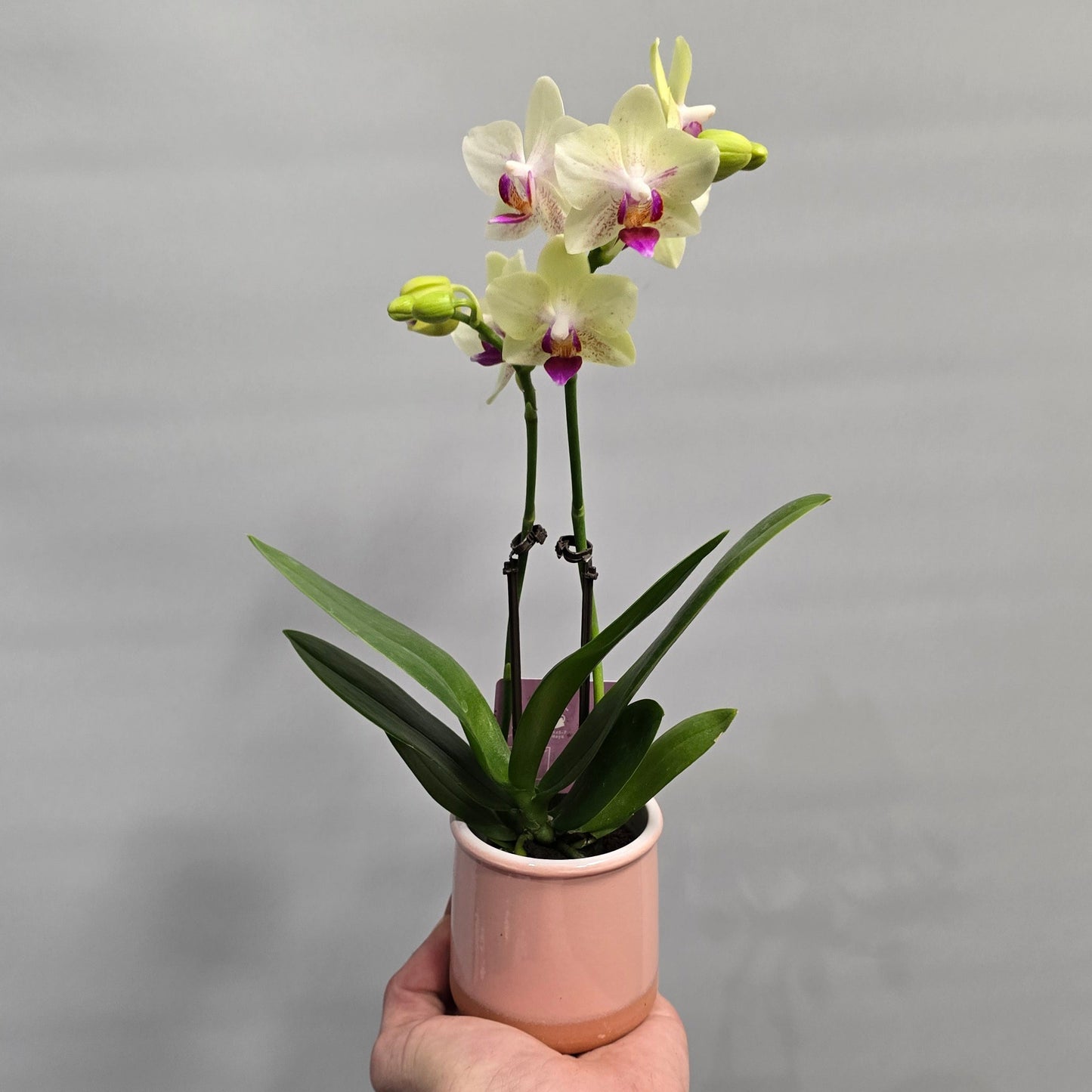 Small Moth Orchids - Double Stems & Ceramic Pot