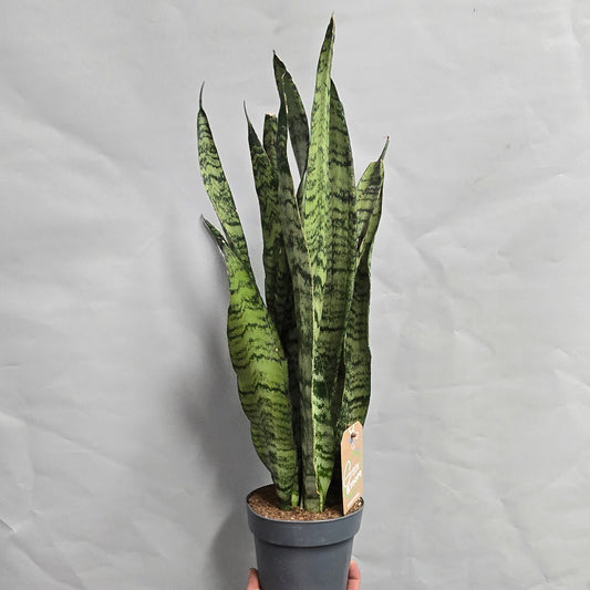 Sansevieria Zeylanica  - Snake Plant
