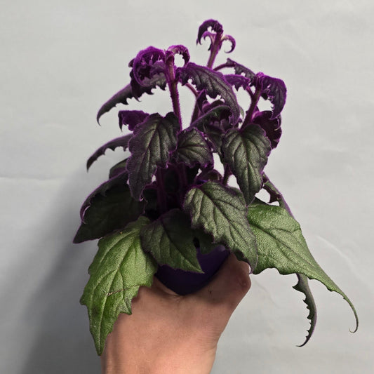 Gynura Purple Passion