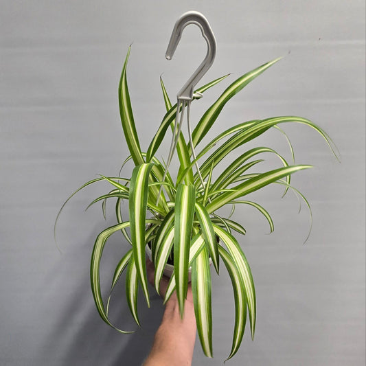Hanging Spider Plants - Chlorophytum