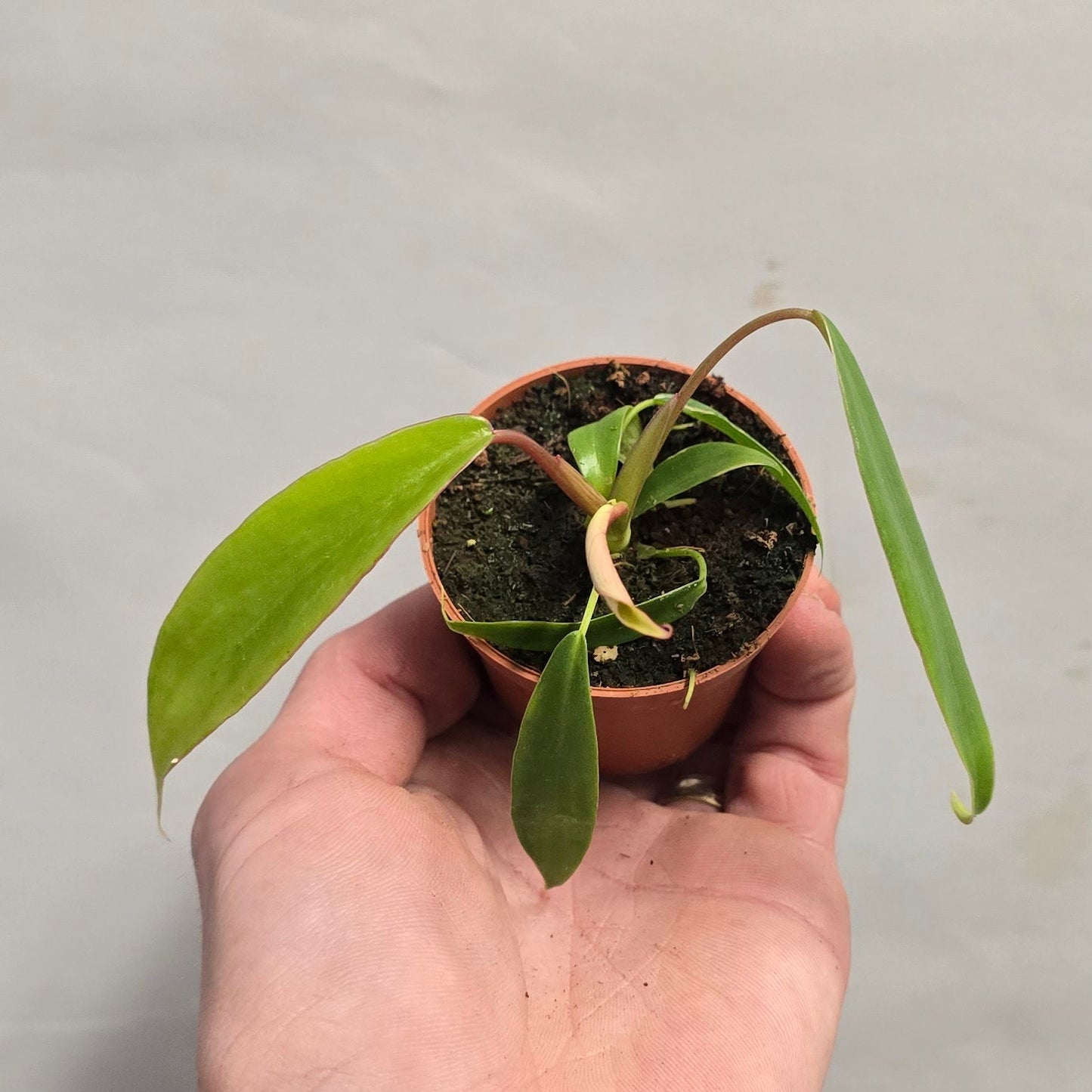 Mini - Philodendron Joepii