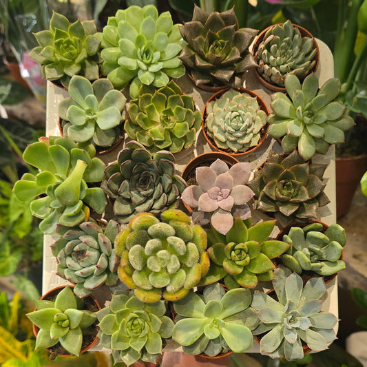 Mini Succulents - Mixed