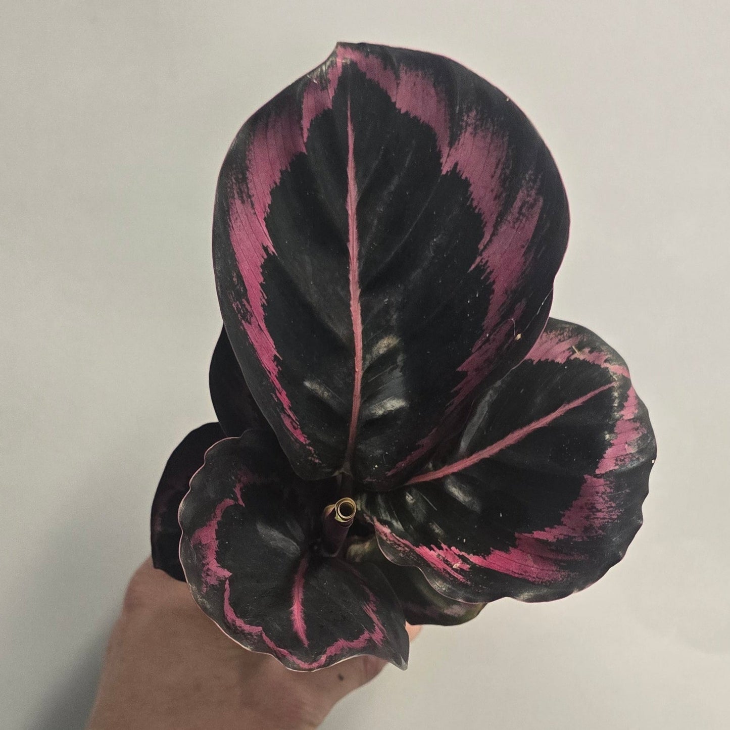 Mini - Calathea Princess Jessie