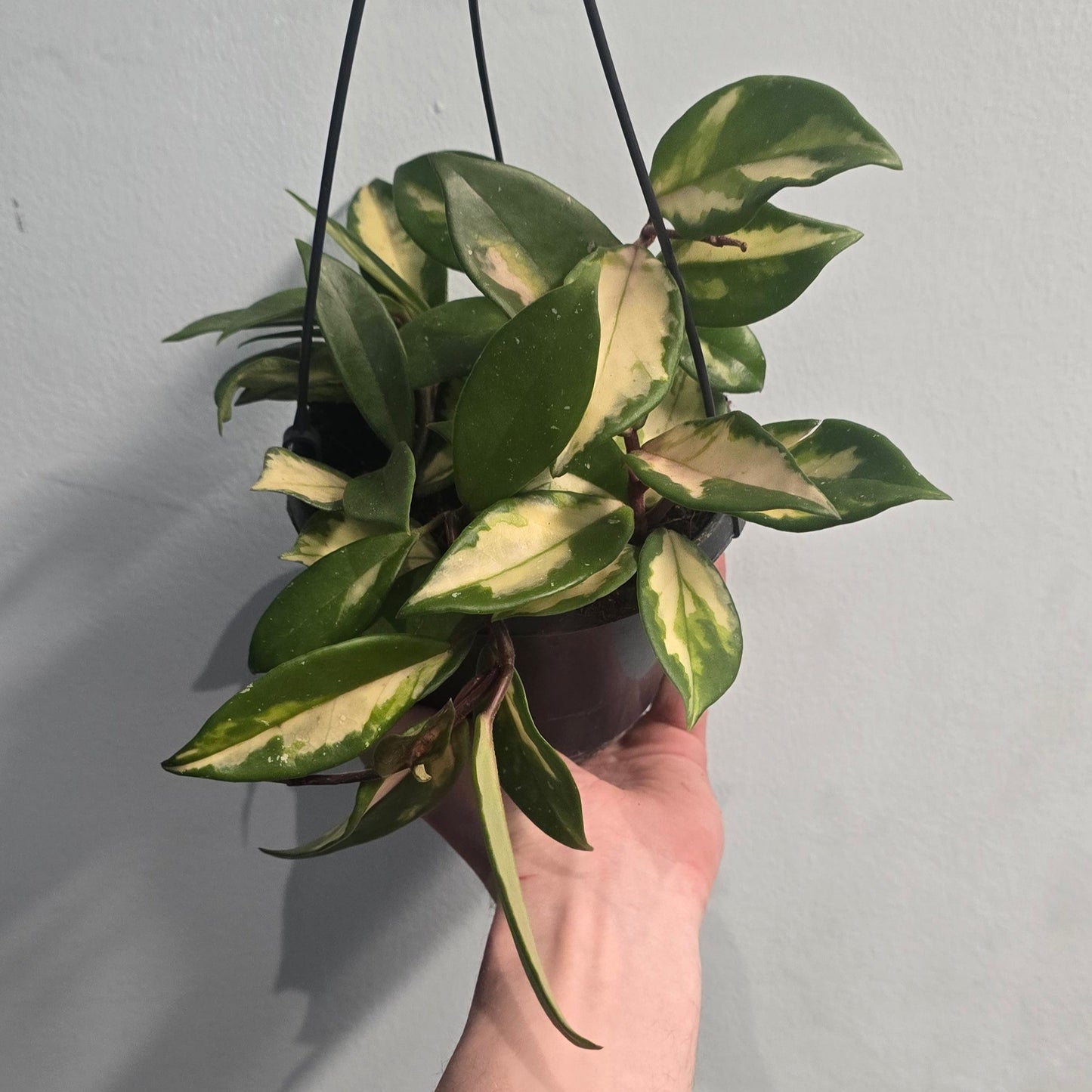 Hanging - Hoya Carnosa