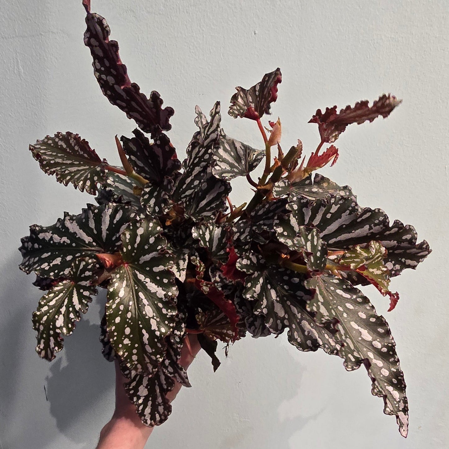 Begonia - Angel Wings