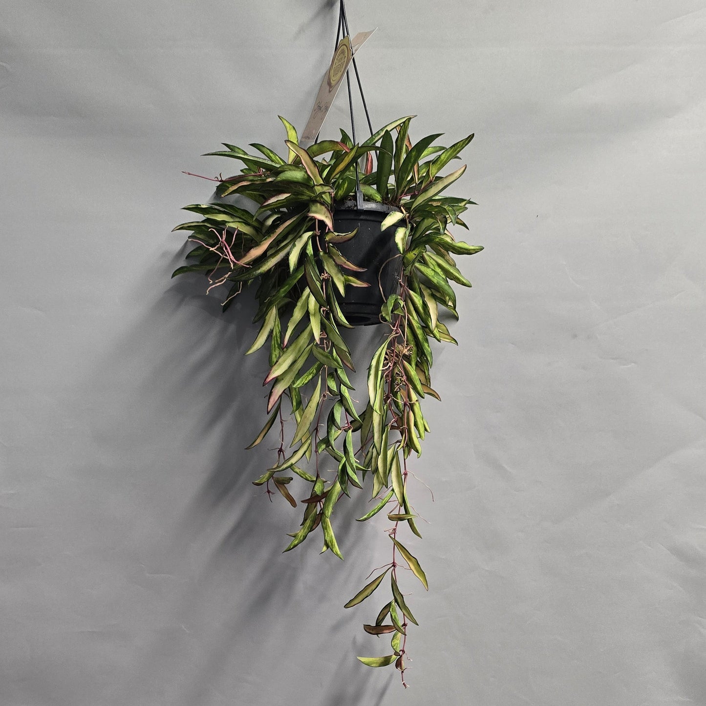 Hanging - Hoya Wayetii Tricolor