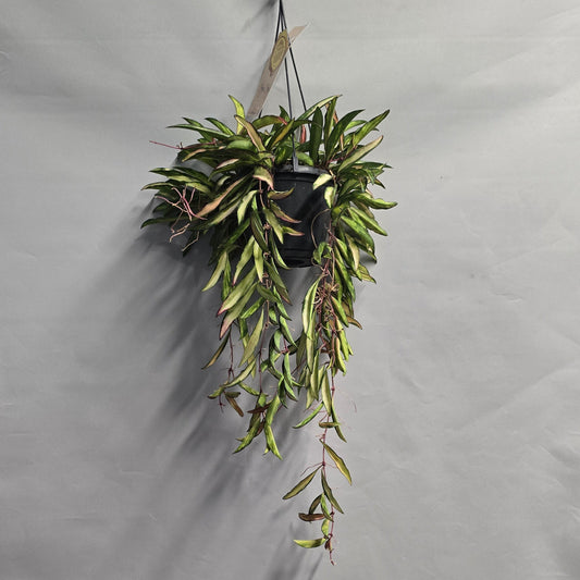 Hanging - Hoya Wayetii Tricolor