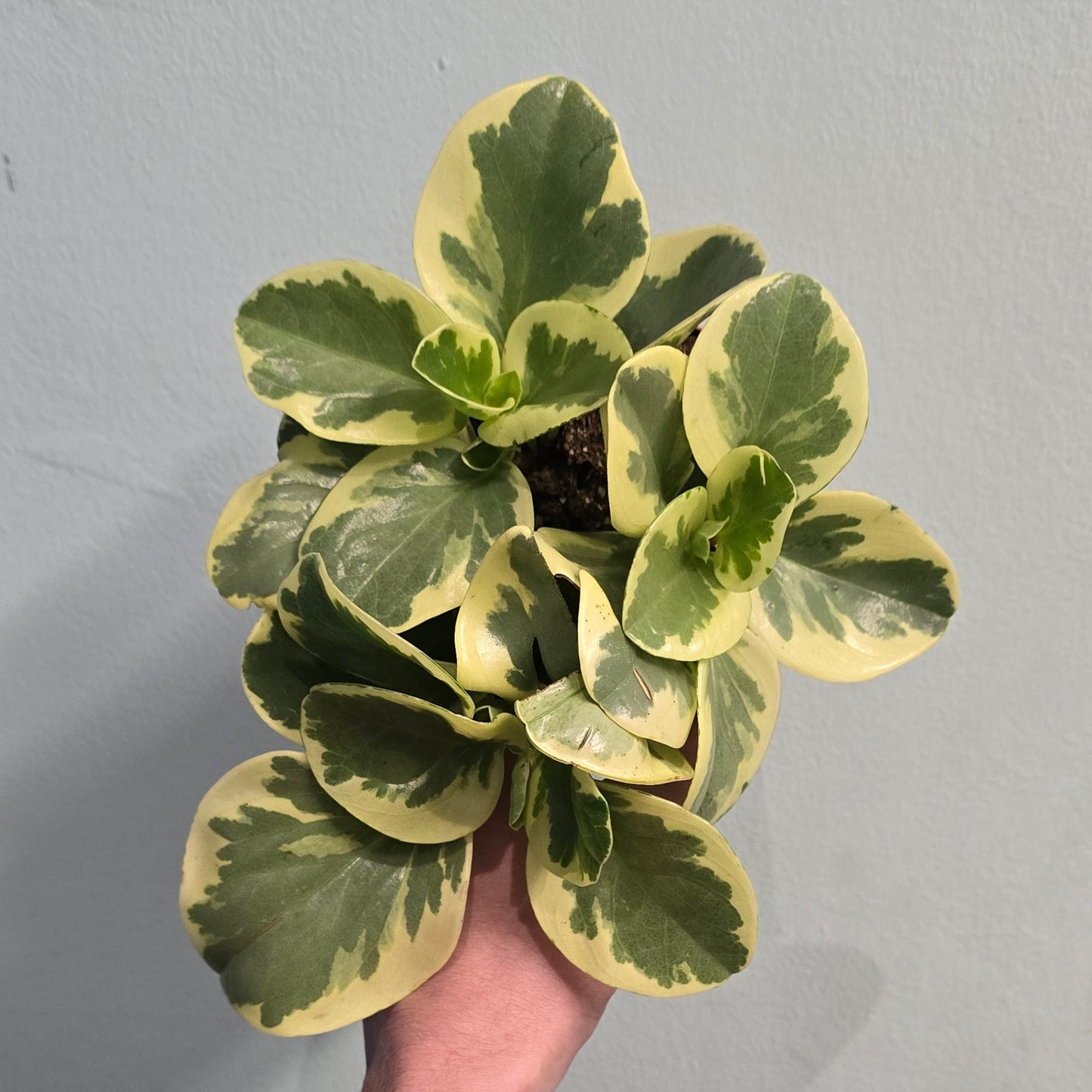 peperomia Magnoliifolia - Variegated