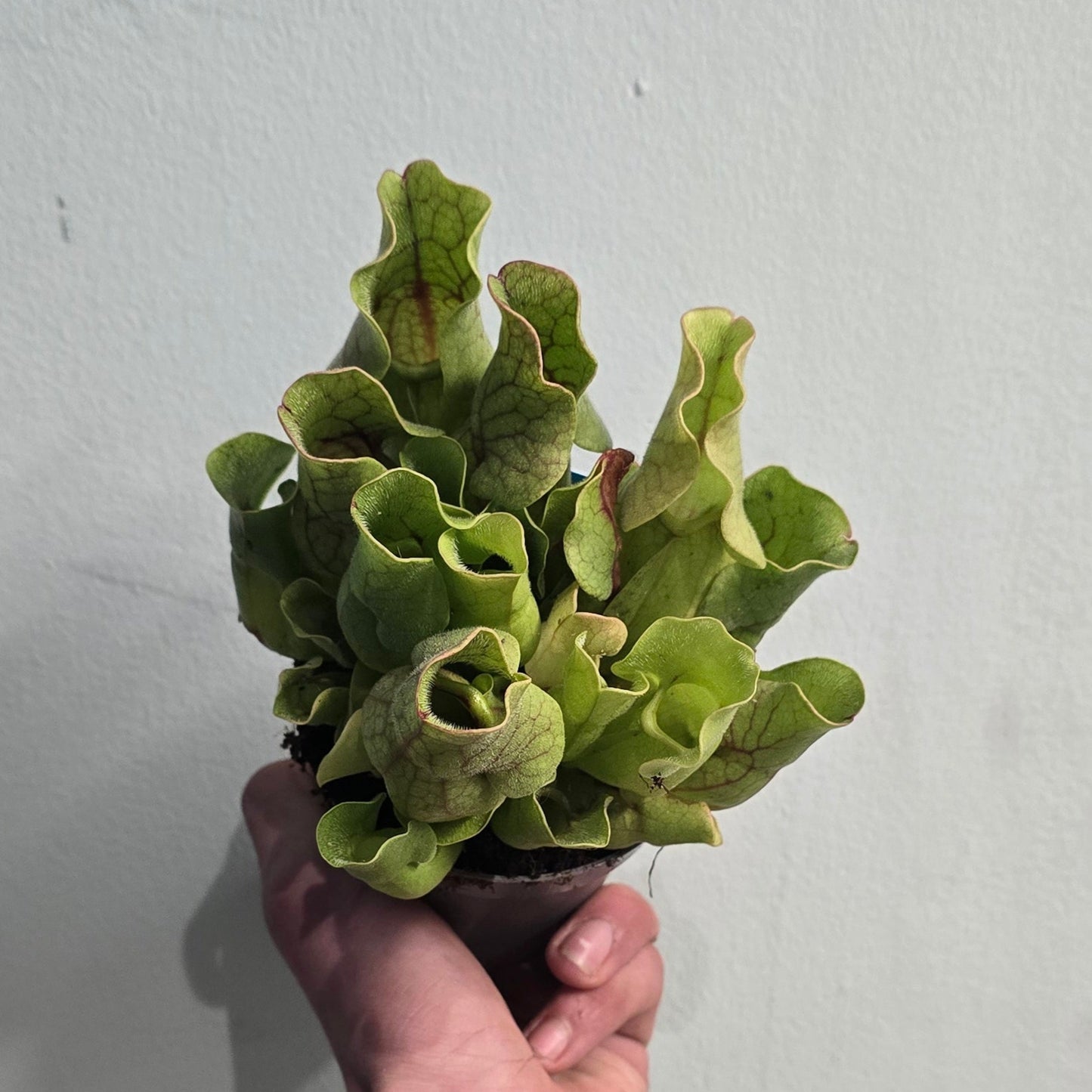 Sarracenia Pitcher Plants - Mixed