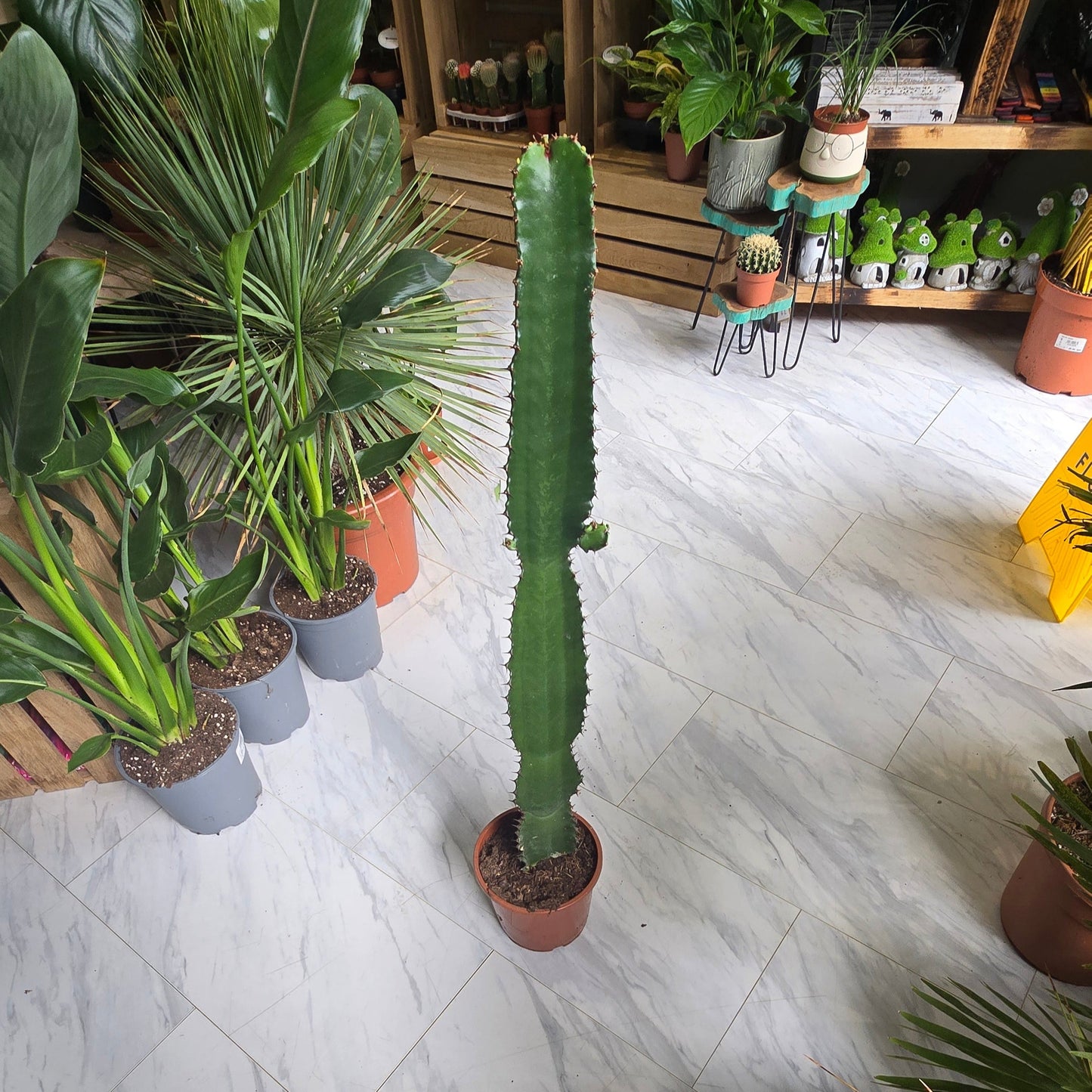 Euphorbia Acrurensis 80-90cm