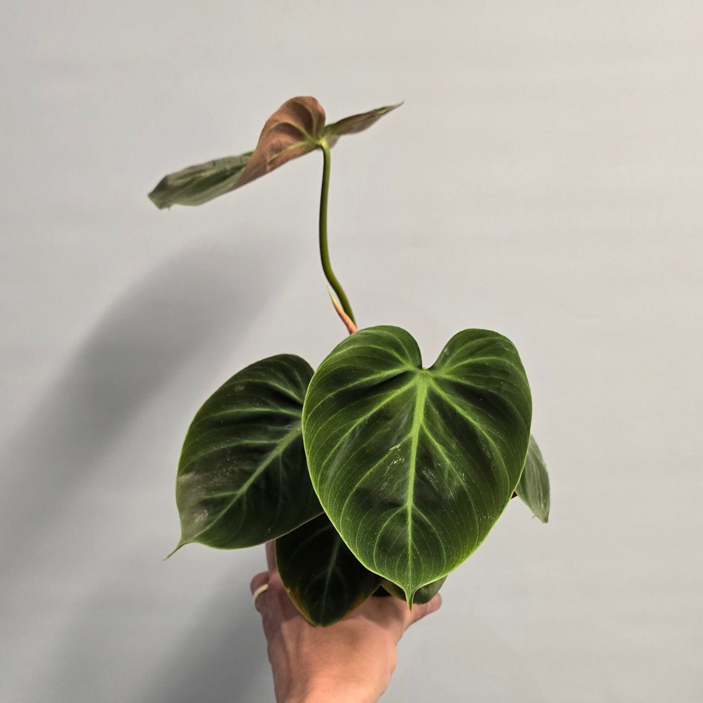 Philodendron Choco Red